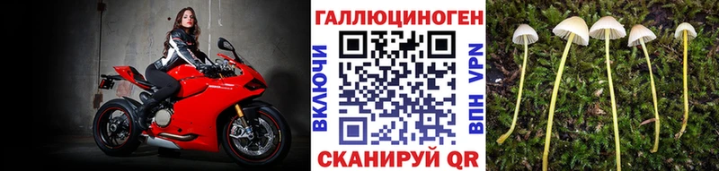 Купить  Орлов  Псилоцибиновые грибы GOLDEN TEACHER 